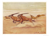 Herd of Antelopes (Beisa Oryx) Running Across the Plains with a Lion in Pursuit