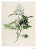 Privet