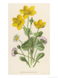 Marsh Marigold Depicted with Bellis Perennis  Common Daisy