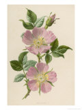 Pink Dog-Rose