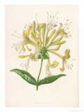 Honeysuckle