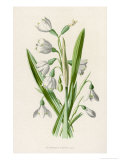Snowdrop Depicted with Leucajum Aestivum: Snowflake