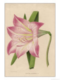 Amaryllis Marmorata