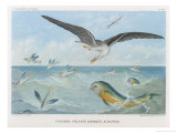 An Albatross at Sea Preying on Flying Fish