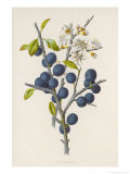 Blackthorn