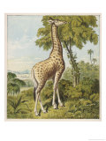 Giraffe Uses Its Dextrous Tongue to Pick off the Leaves from a Very Tall Tree