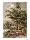 Sago Palm Southern Asia