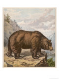 Brown Bear Shown on a North American Cliff Top