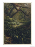 Xanthosoma and Other Exotic Flora and Birds in the Brazilian Jungle