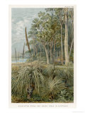 Xanthorhoea in an Australian Eucalyptus Forest