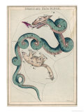Draco and Ursa Minor Constellation