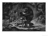 The Gorilla Does Not Go out of Its Way to Attack Men