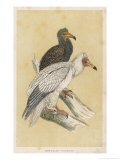 Egyptian Vulture