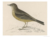 Rock Pipit