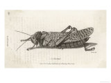 Gryllus Cristatus