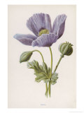An Opium Poppy