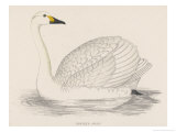 Bewick's Swan