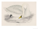 Polish Swan