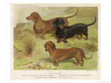 Three Varieties of Dachshund  Smooth Red and Black-And-Tan