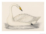 Whooper Swan