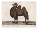 The Dromedary Camel