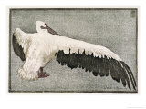 Pelican with Outspread Wings