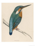 Kingfisher Sitting on a Thin Branch