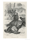 Hunting Green Turtles