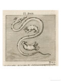 Draco the Dragon