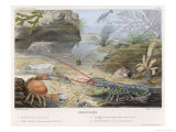 An Attractive Blue Lobster with Red Feelers and a Crab and a Shrimp and Some Other Crustacea