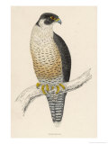 Peregrine Falcon