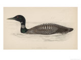 Great Northern Diver (Colymbus Glacialis) Also Known as the Immer- or Ember-Goose