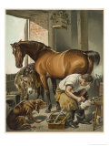 Blacksmith Puts a New Shoe on a Bay Mare