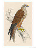 Red Kite