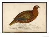 Red Grouse