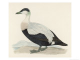 Eider Duck
