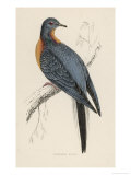 Passenger Pigeon