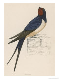 Swallow