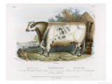 3-Year Old Shorthorn Bull