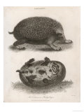 Common Hedgehog Seen from Two Different Angles