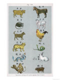 The 12 Creatures of the Chinese Zodiac Positioned in Opposing Pairs