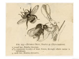 Humble Bees