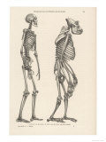 Human Skeleton Compared with That of a Gorilla