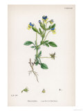 Large Flowered Field Pansy