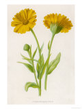 Common Marigold