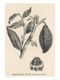 Cocoa (Or Chocolate) Plant Bearing Fruit Theobroma Cacao