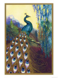 Ornamental Peacock