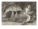 Mermaid Compared with the Manatee at the Zoological Gardens London