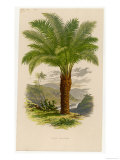 Palm Tree (Sago): Cycas Ruminiana