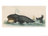 Whale  c1870